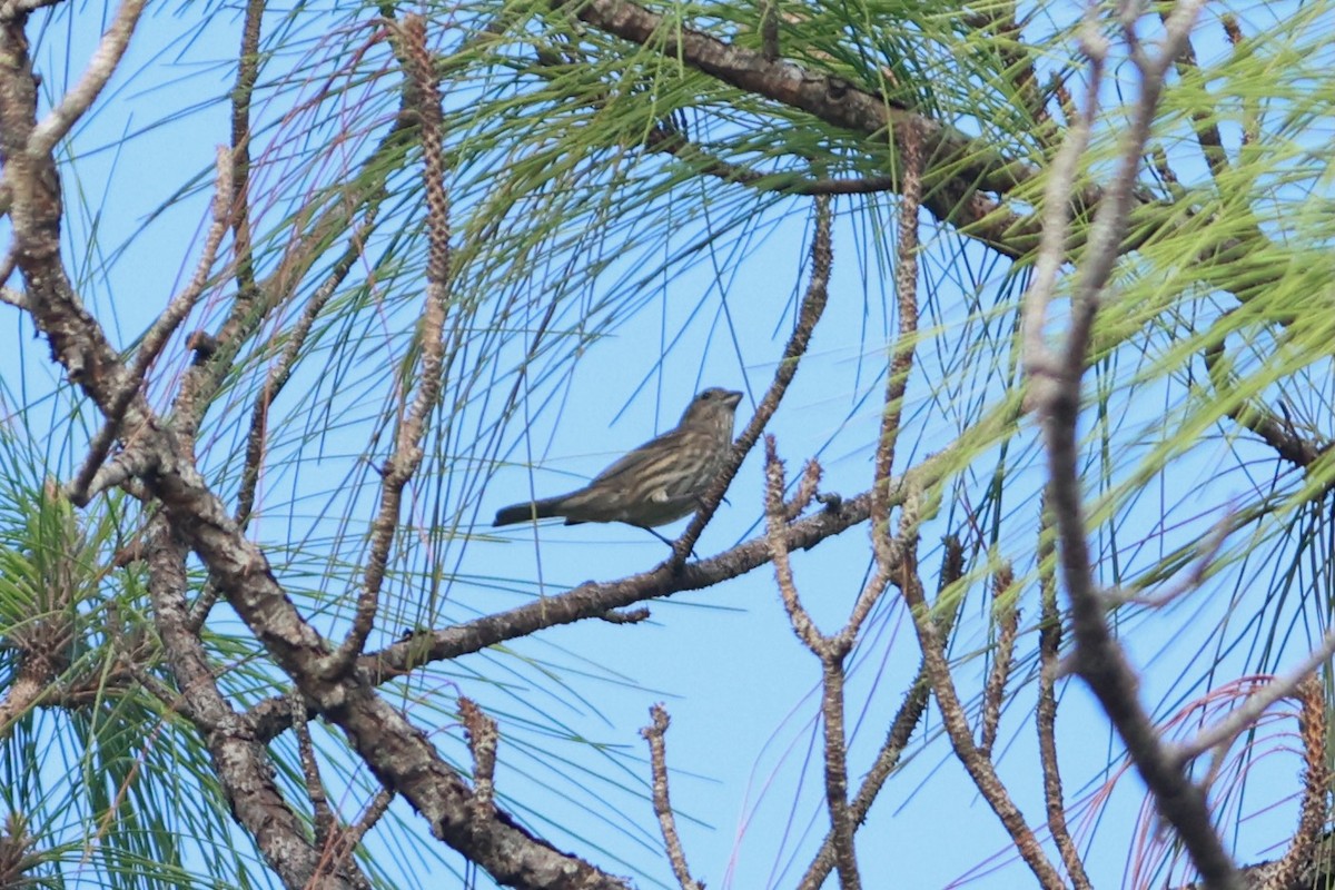 House Finch - ML644705801