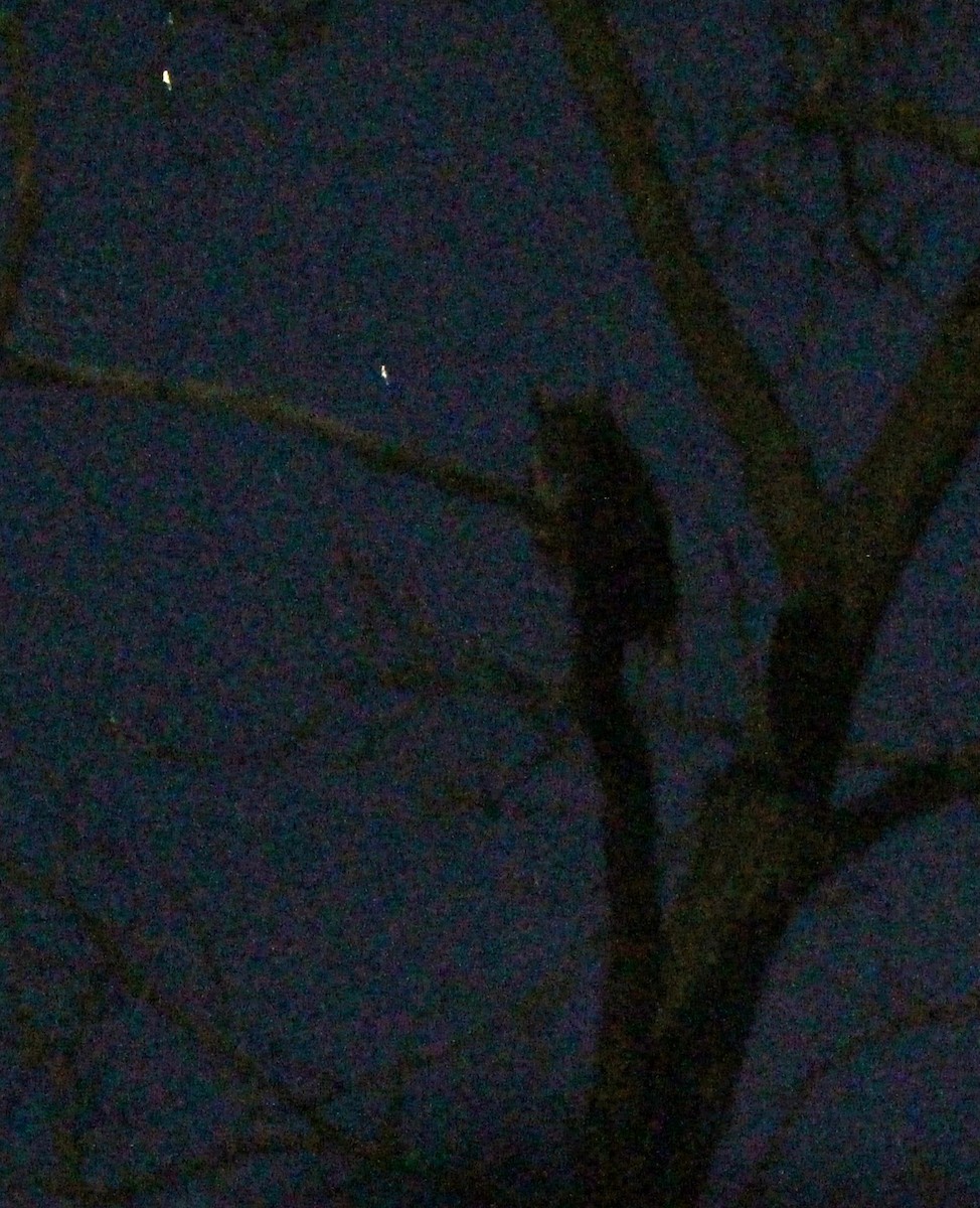 Great Horned Owl - ML644705804