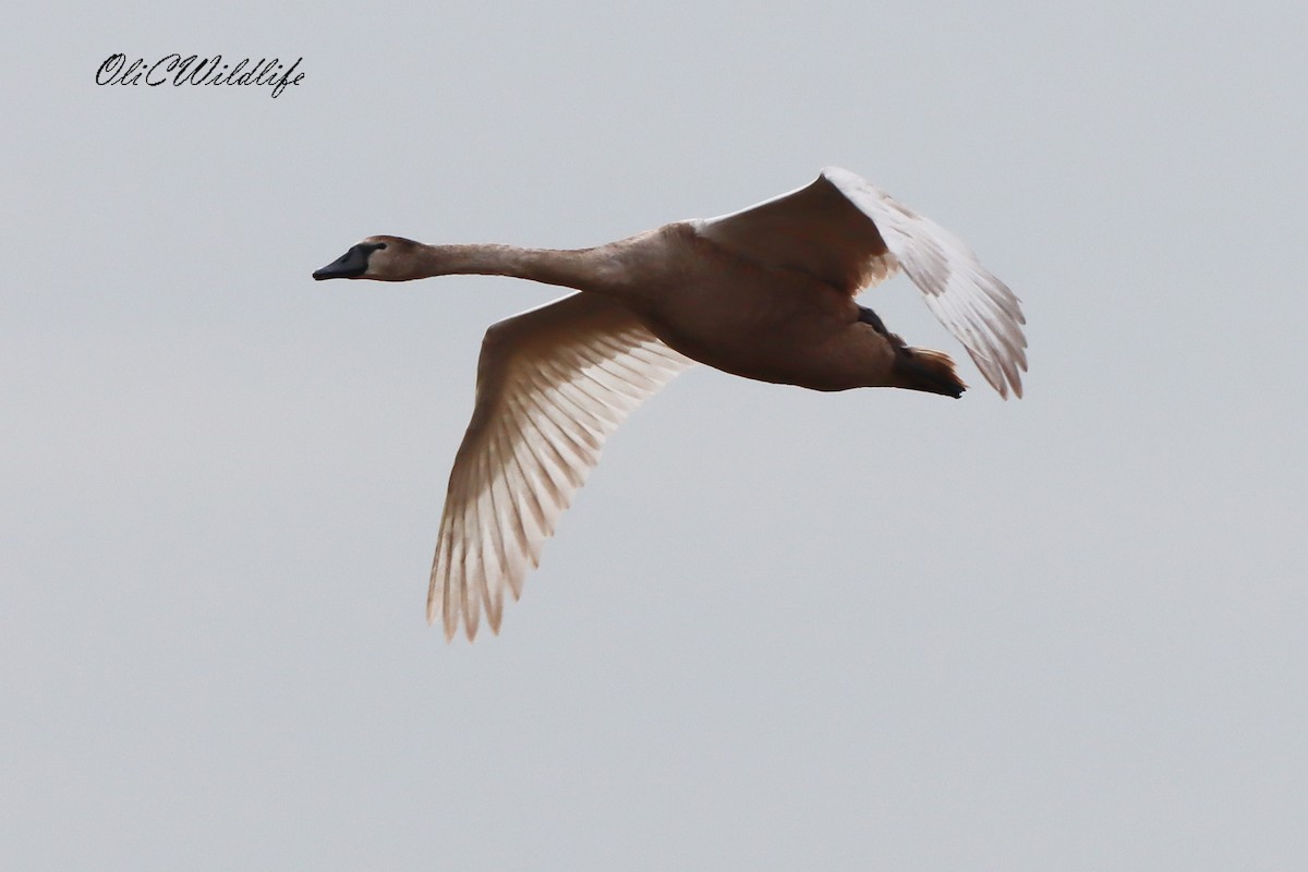 Mute Swan - ML644705815