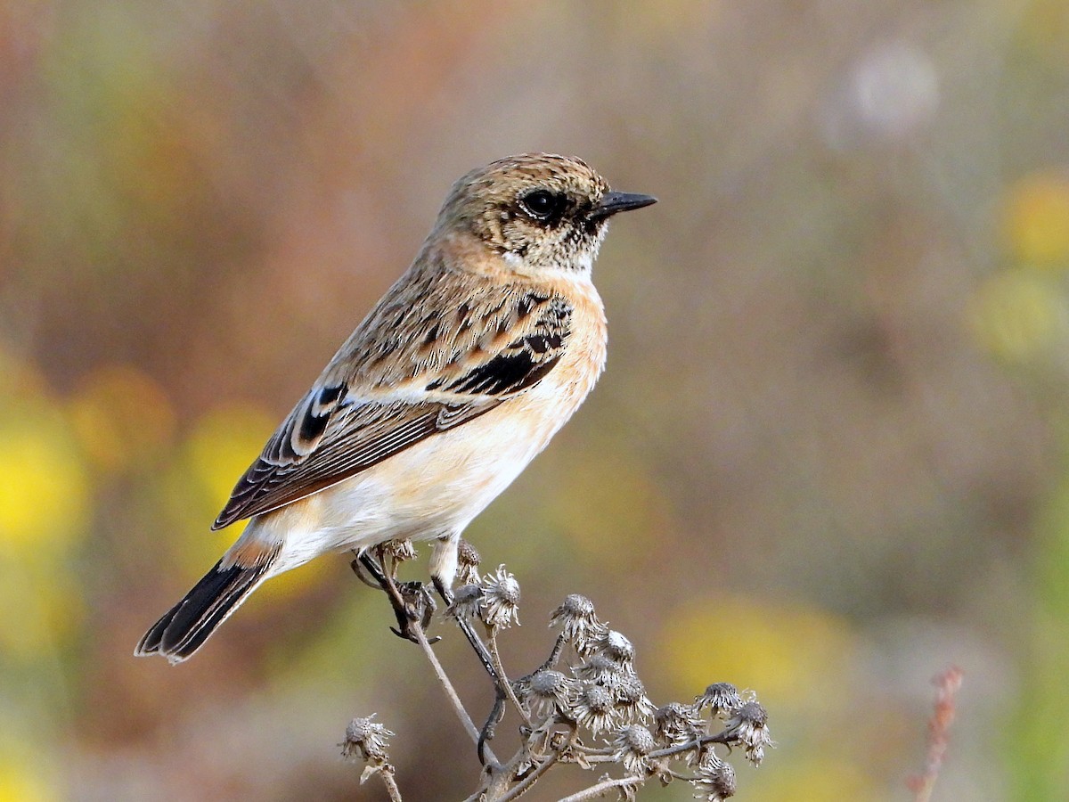 bramborníček sibiřský - ML644705820