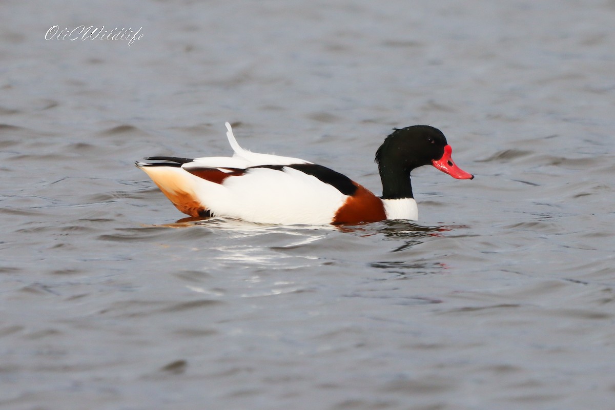 Common Shelduck - ML644705821