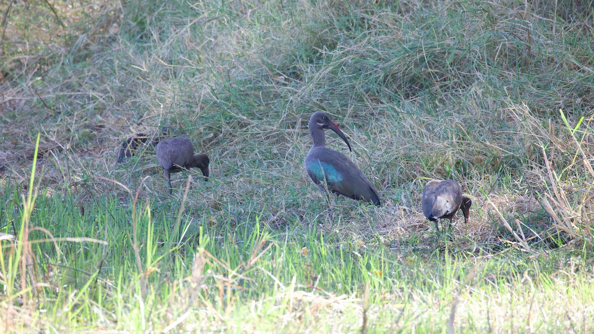 hadadaibis - ML644705839