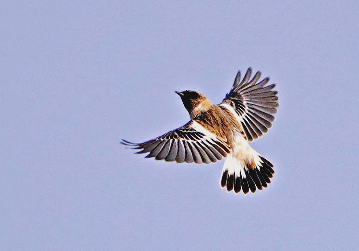 bramborníček sibiřský - ML644705843