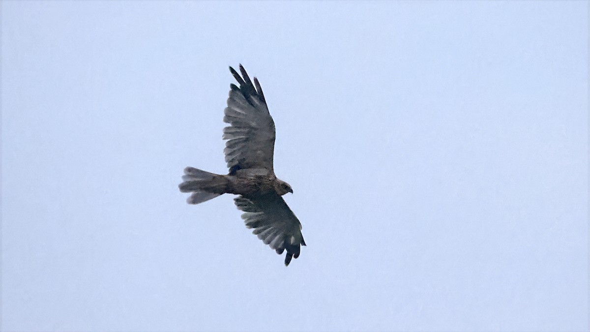 西方澤鵟 - ML644705844