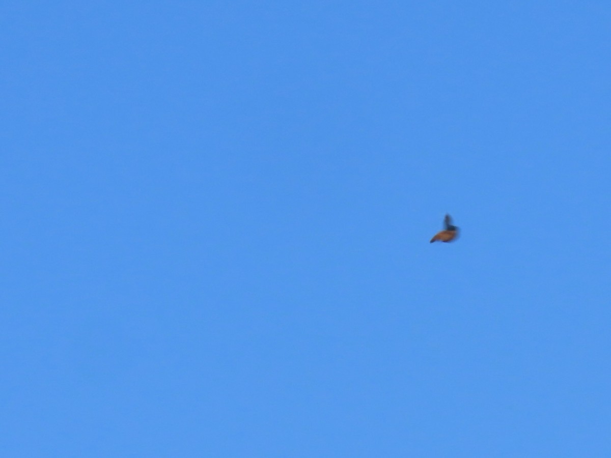 ostružka pestrá - ML644705847