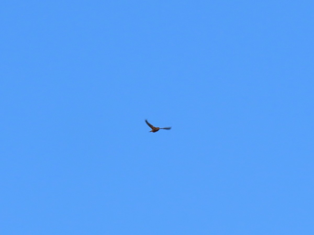 ostružka pestrá - ML644705848