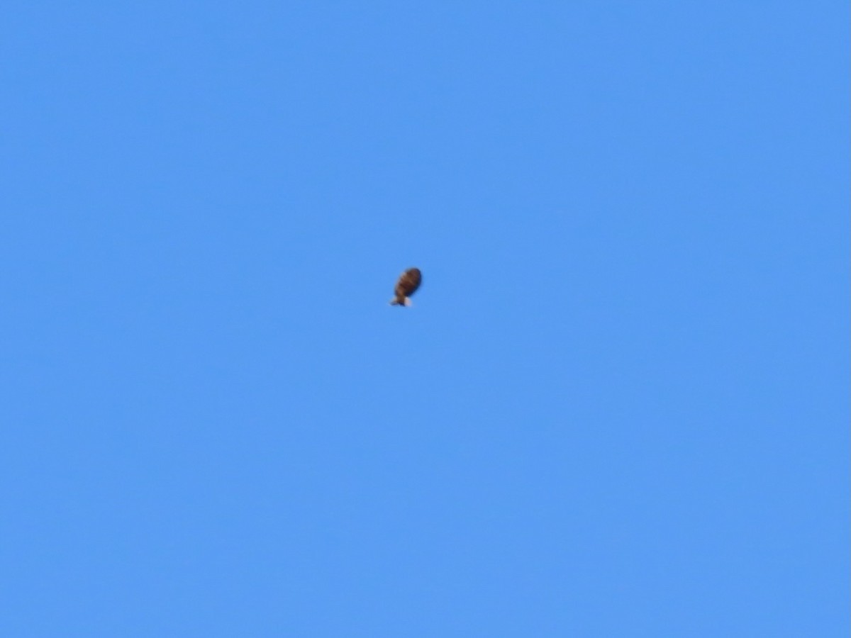 ostružka pestrá - ML644705849