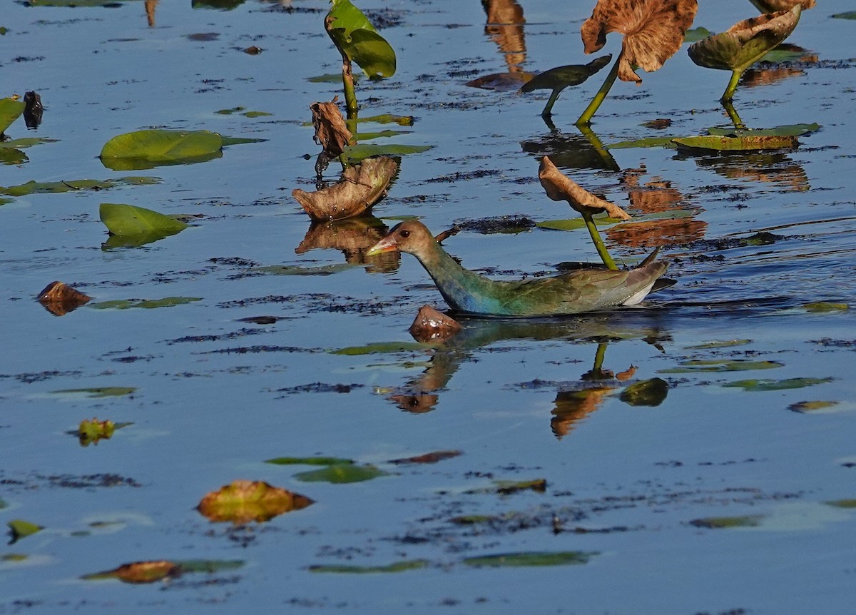 Султанка американська - ML644705863