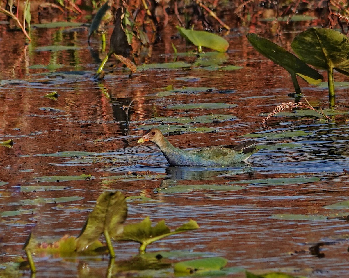 Султанка американська - ML644705864