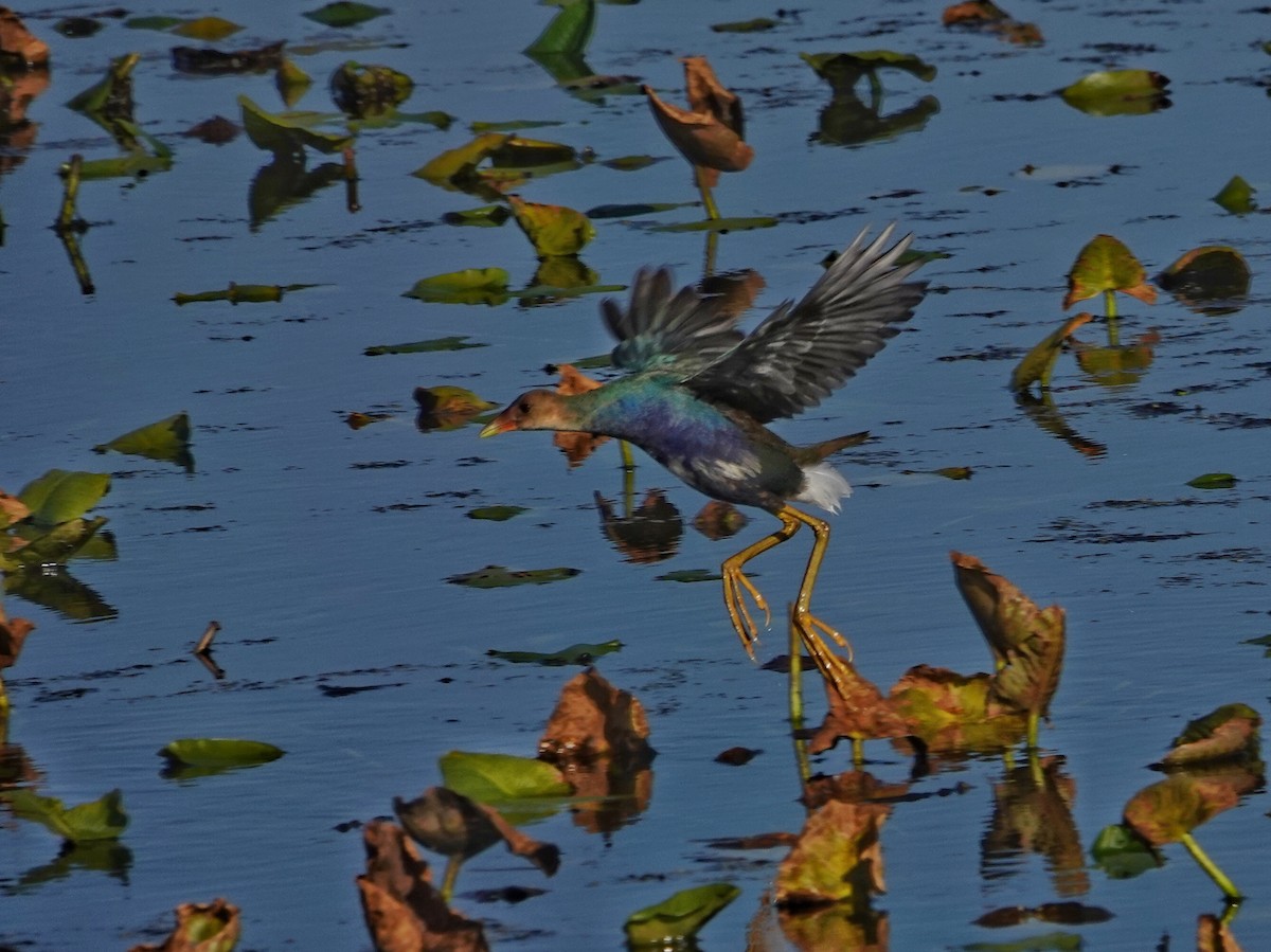 Султанка американська - ML644705865