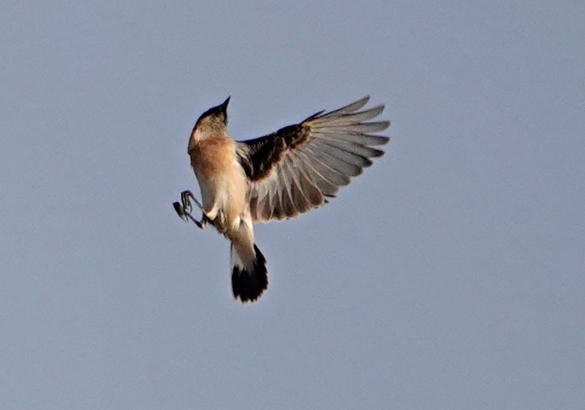 bramborníček sibiřský - ML644705868