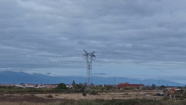 ニシコクマルガラス - ML644705870