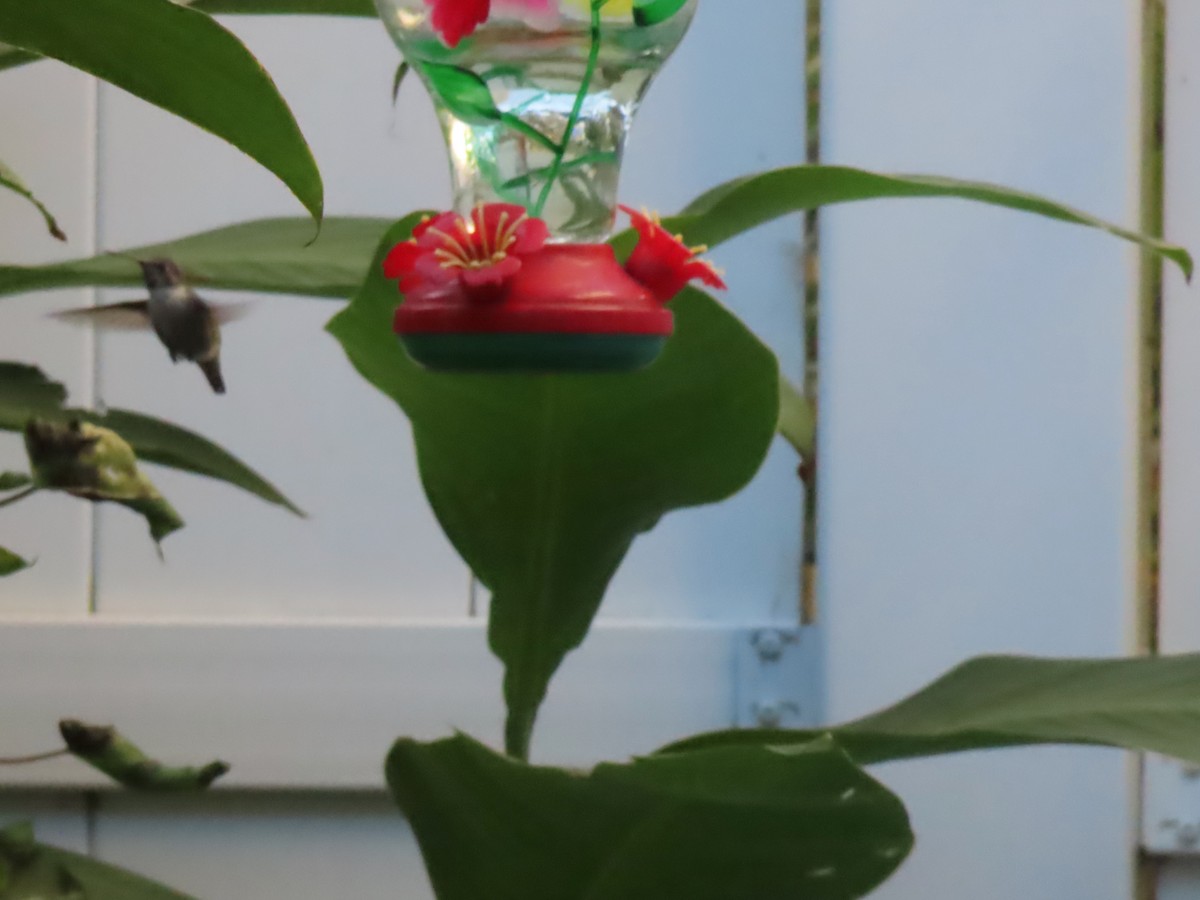 Costa's Hummingbird - ML644705875