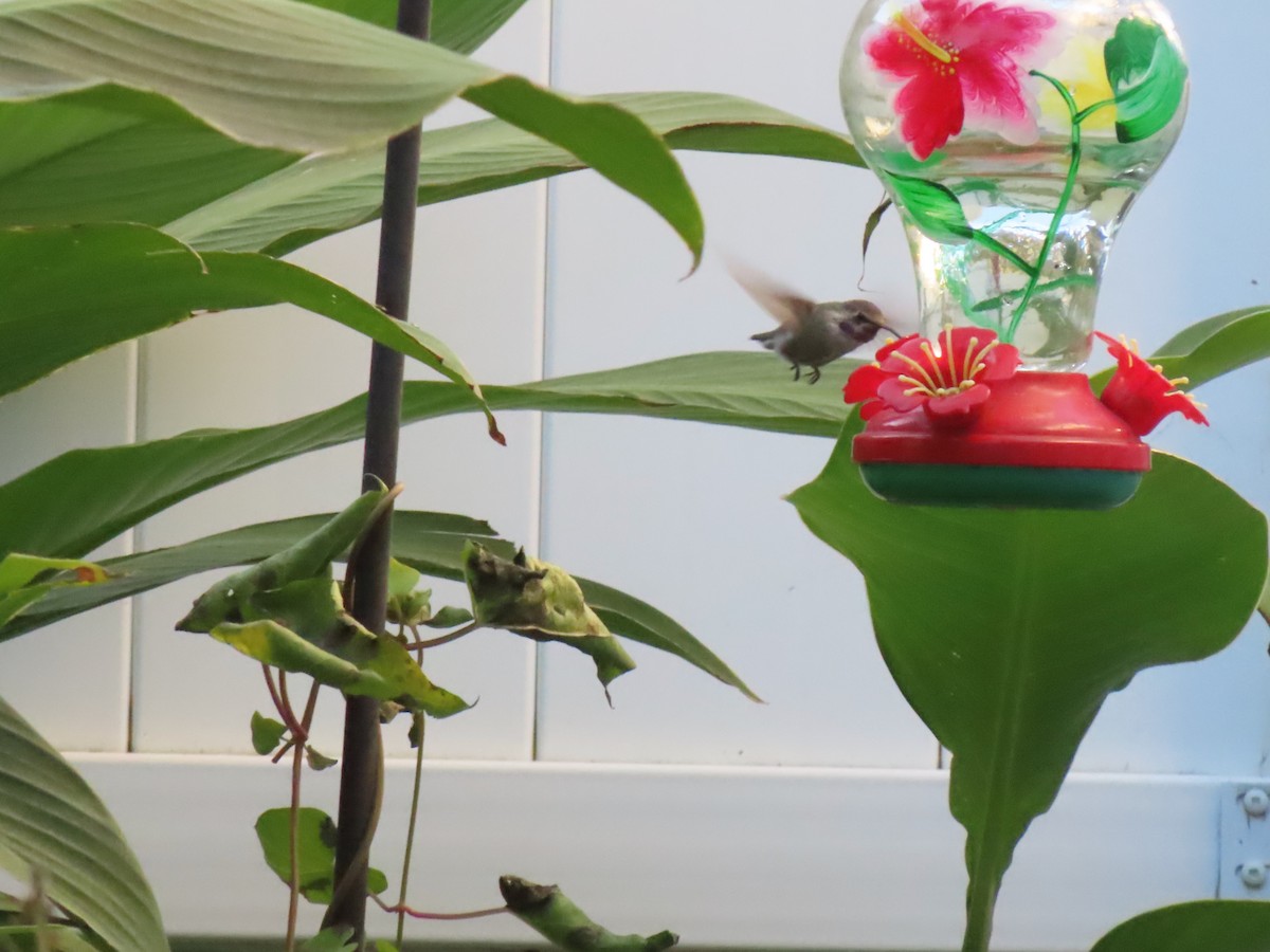 Costa's Hummingbird - ML644705876