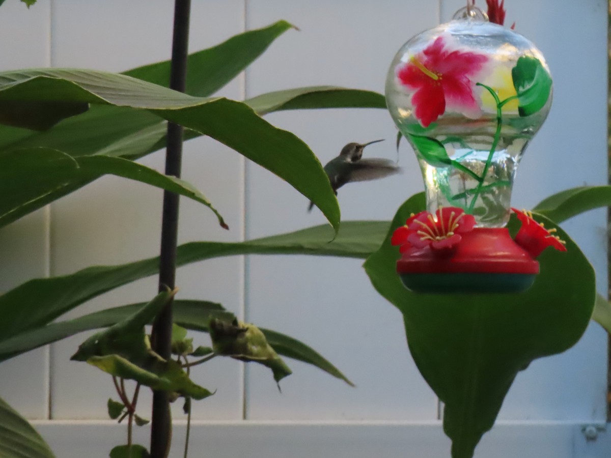Costa's Hummingbird - ML644705877