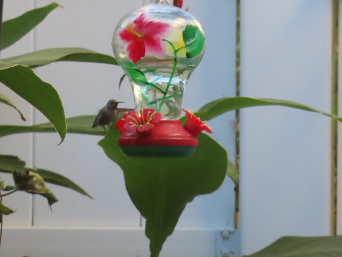 Costa's Hummingbird - ML644705878