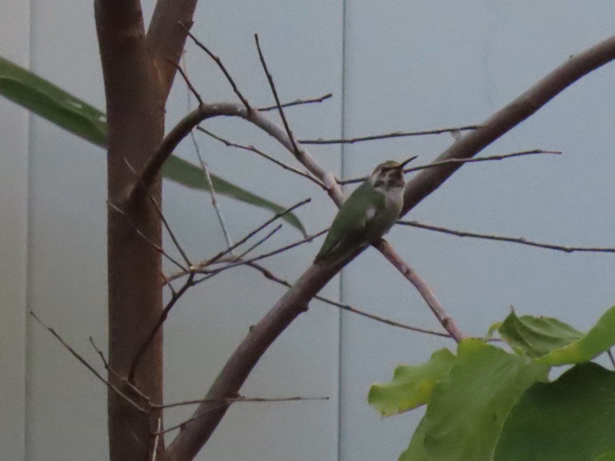 Costa's Hummingbird - ML644705880