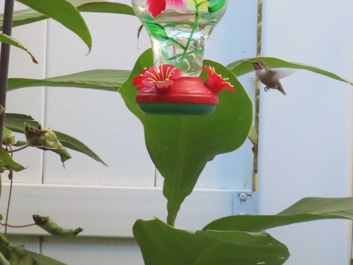 Costa's Hummingbird - ML644705881