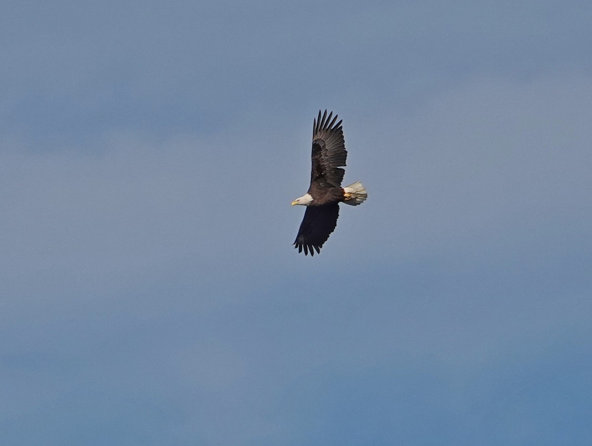 Орлан білоголовий - ML644705883