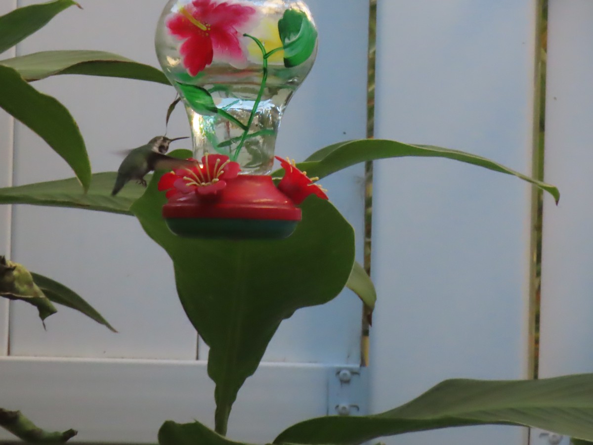 Costa's Hummingbird - ML644705884