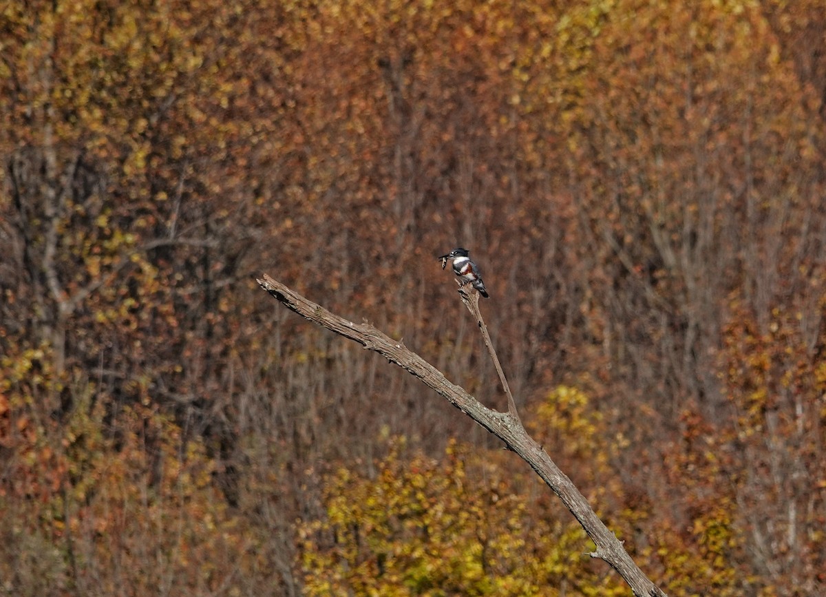 Рибалочка-чубань північний - ML644705889