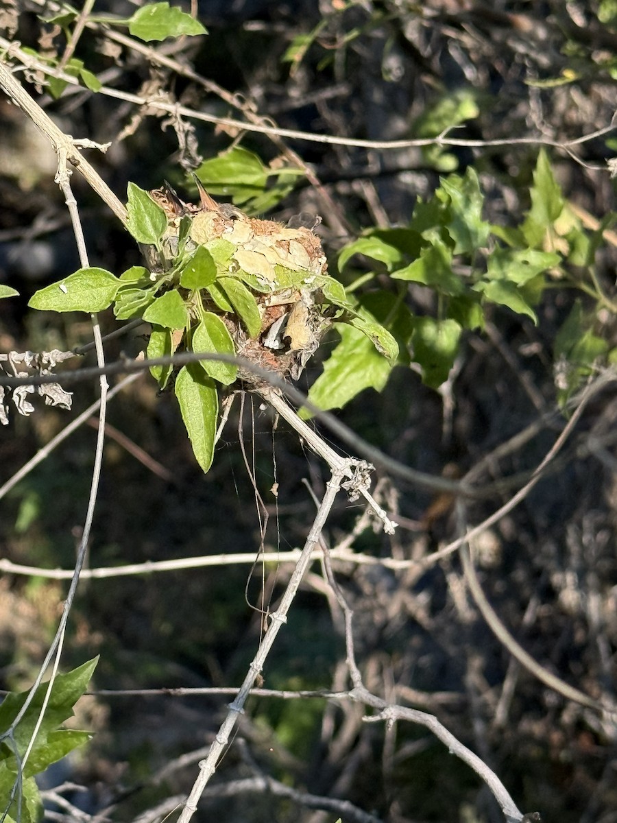 Colibri de Xantus - ML644705890