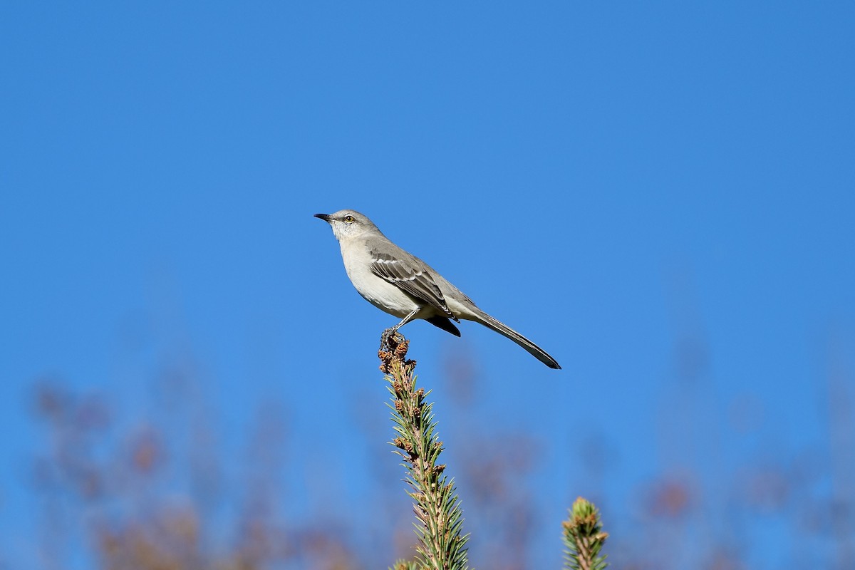 drozdec mnohohlasý - ML644705899