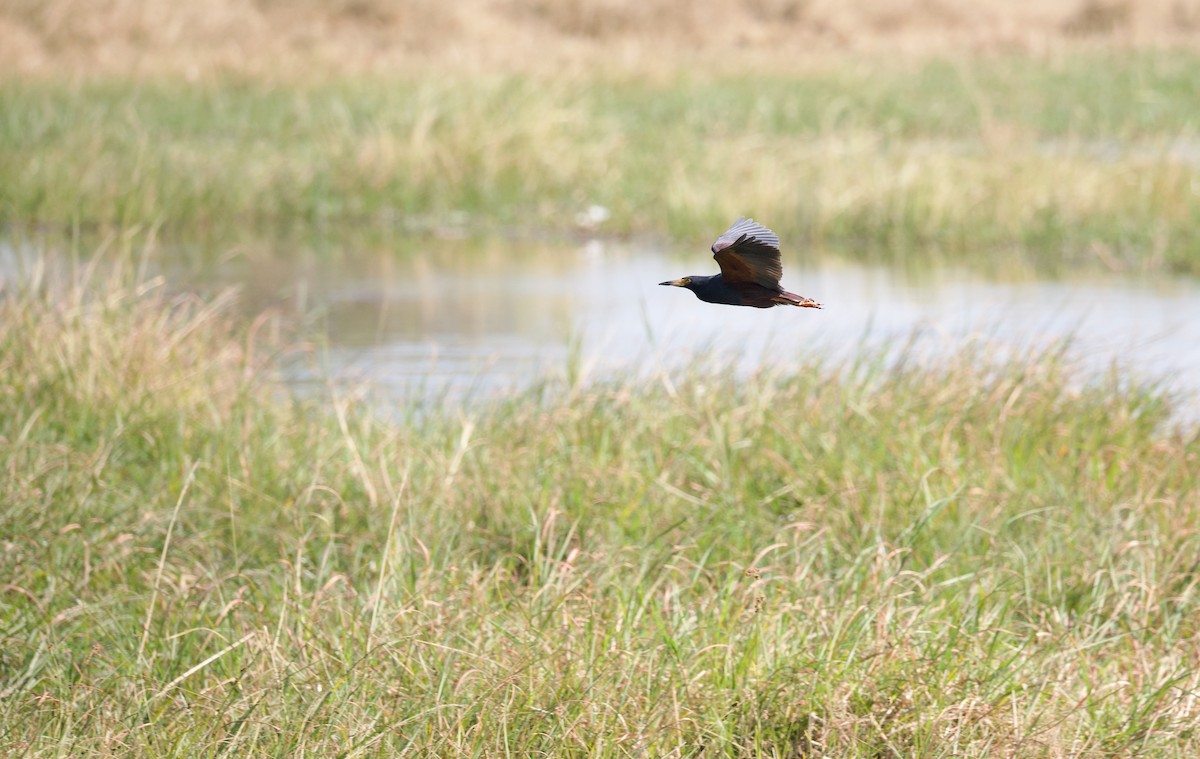 Рыжебрюхая цапля - ML644705903