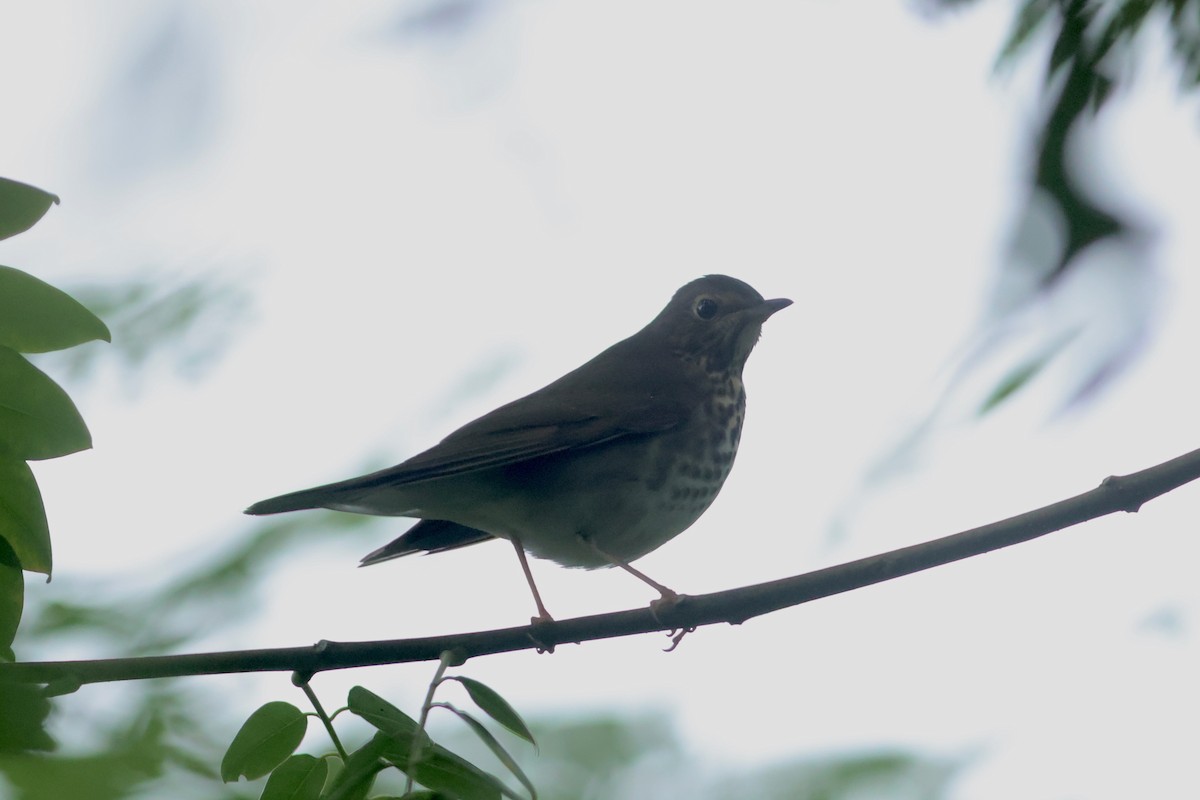 קיכלי זיתני - ML644705908
