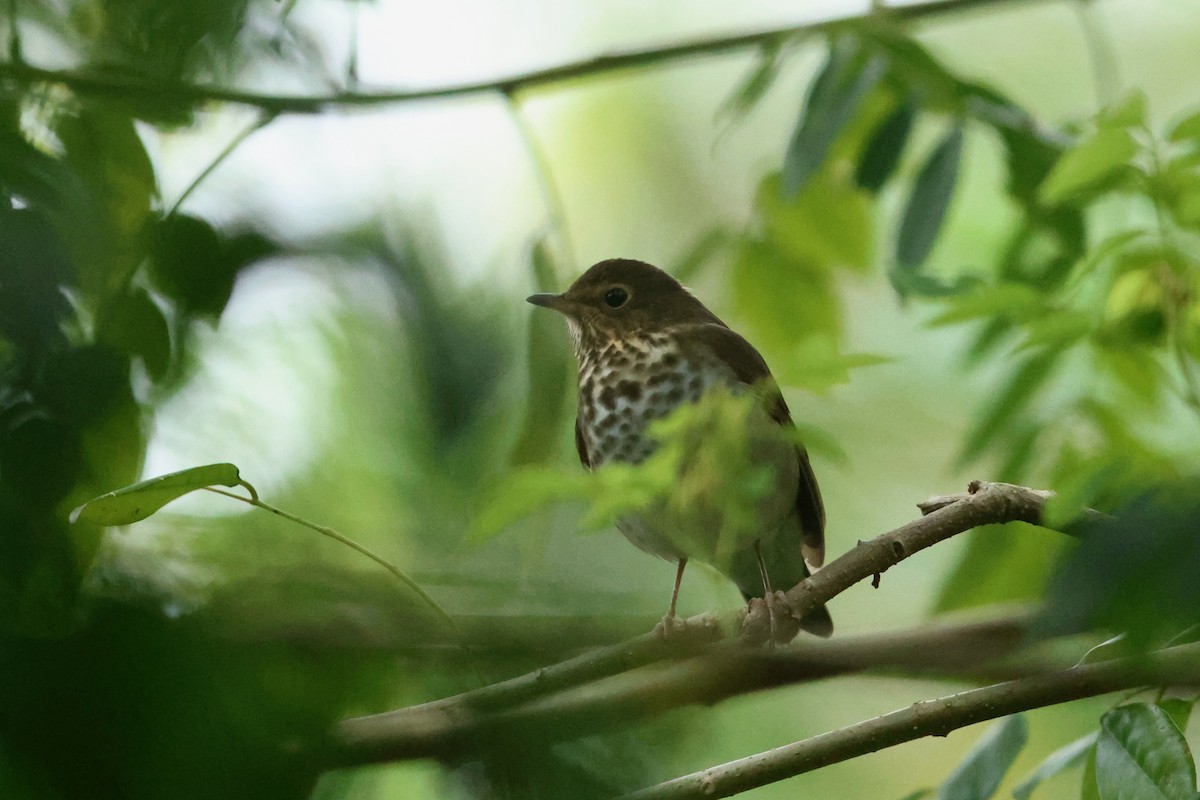 קיכלי זיתני - ML644705909