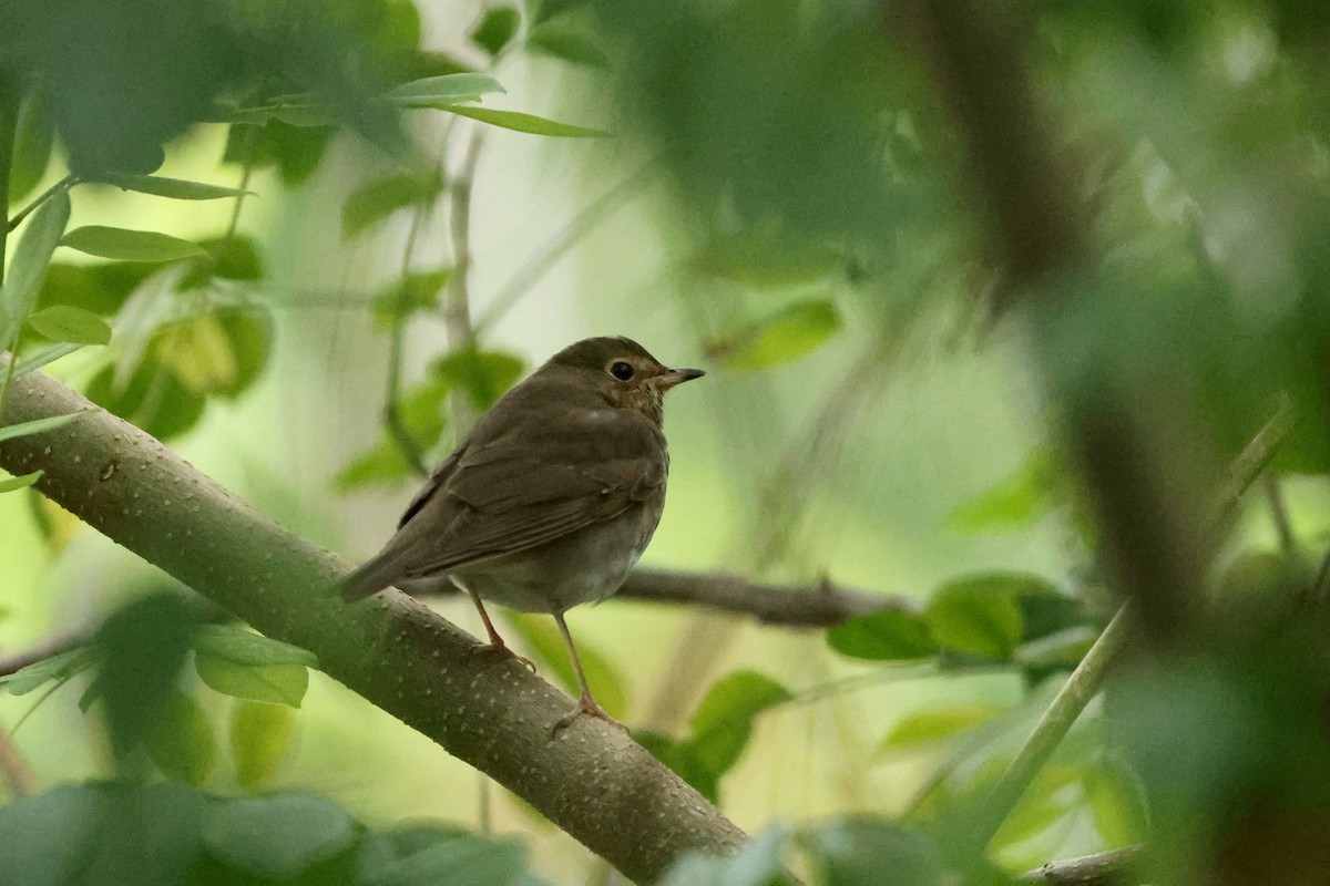 קיכלי זיתני - ML644705910