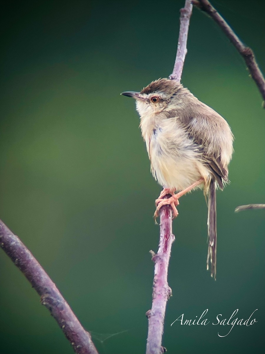 Prinia Sencilla - ML644705918