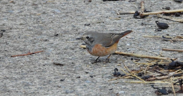 Common Redstart - ML644705920