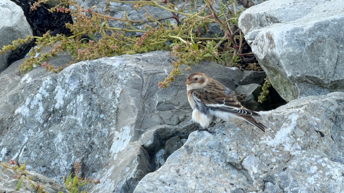 ユキホオジロ - ML644705921