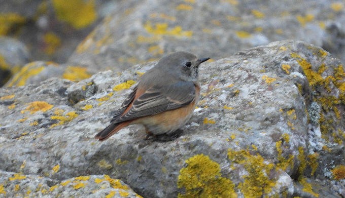 Common Redstart - ML644705934
