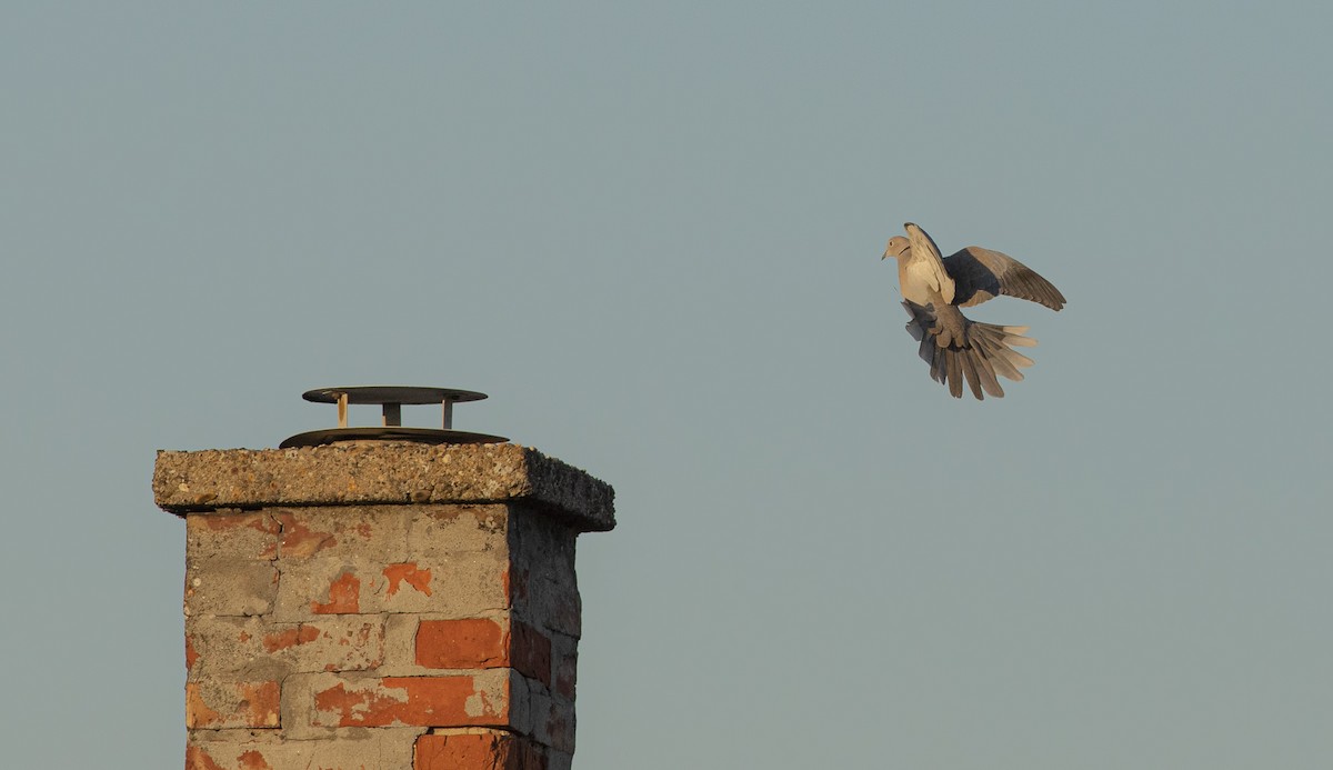 Eurasian Collared-Dove - ML644705938