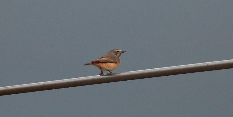 Common Redstart - ML644705943