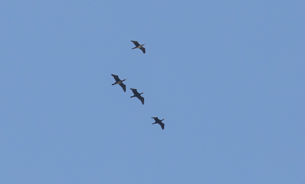 Great Cormorant - ML644705945