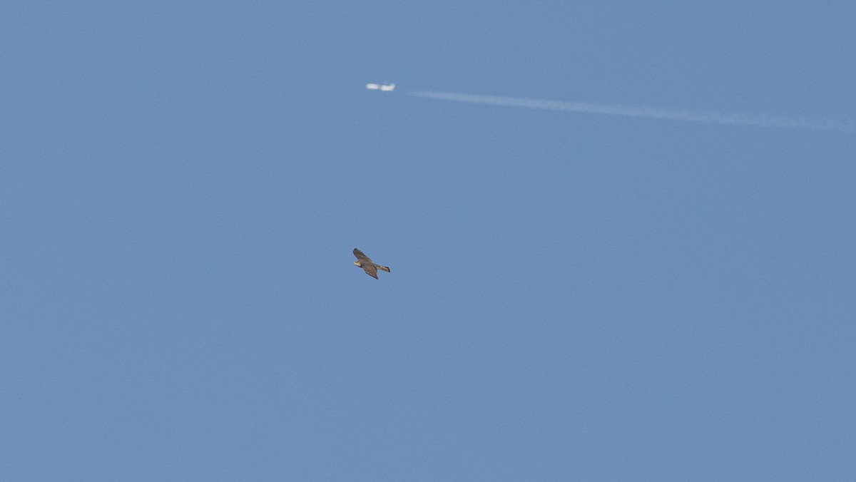 Eurasian Sparrowhawk - ML644705946