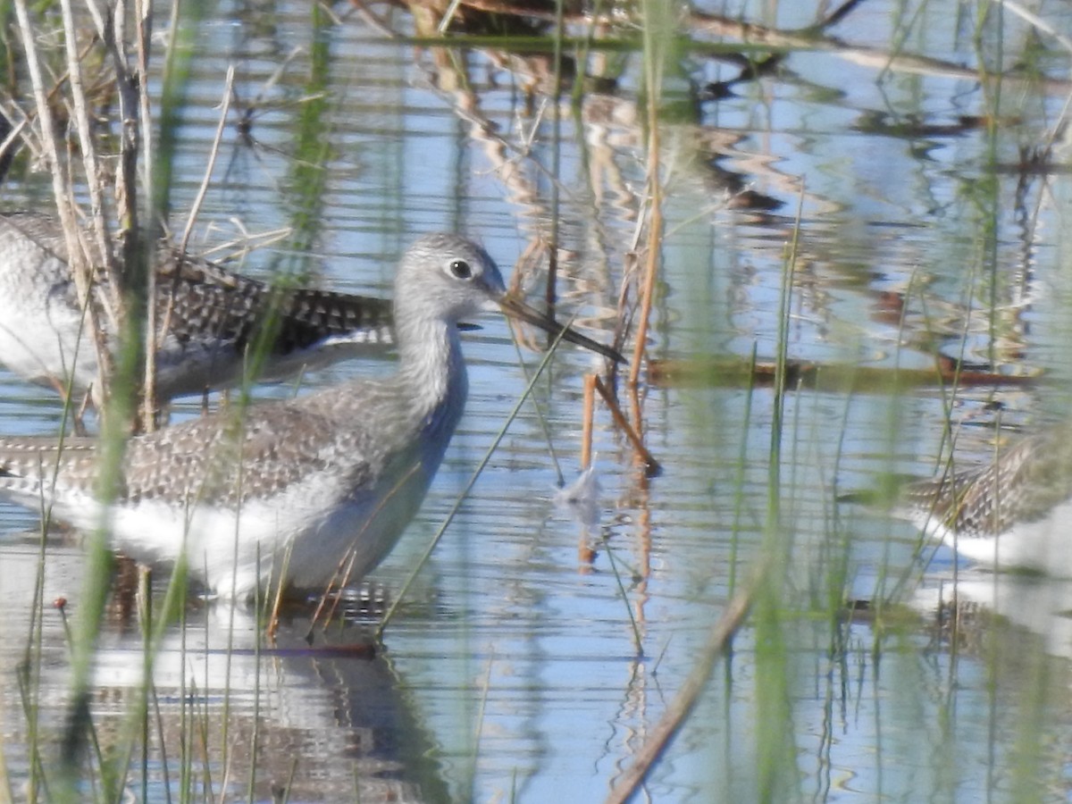 Greater Yellowlegs - ML644705947