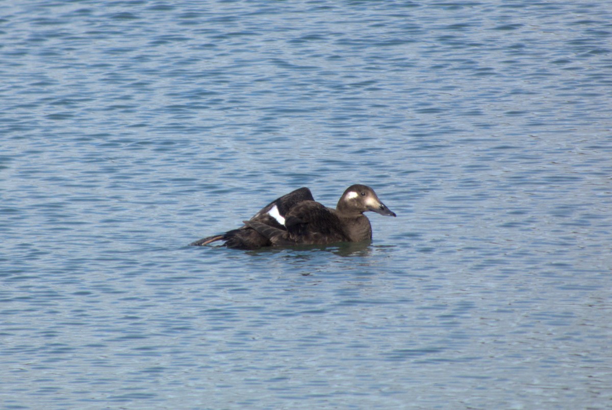 White-winged Scoter - ML644705948