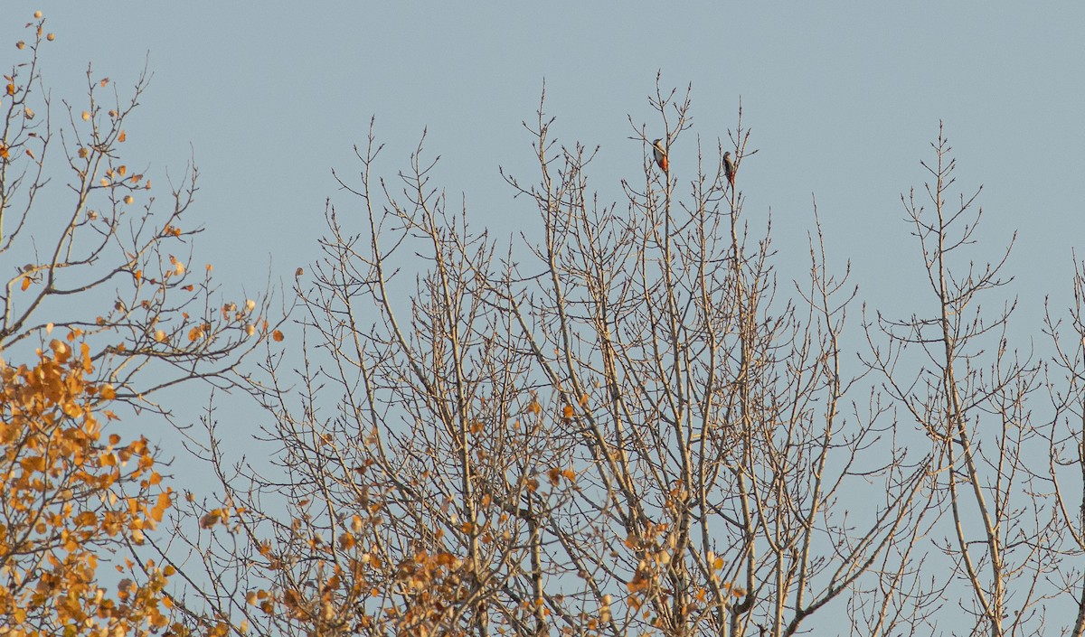 Great Spotted Woodpecker - ML644705950