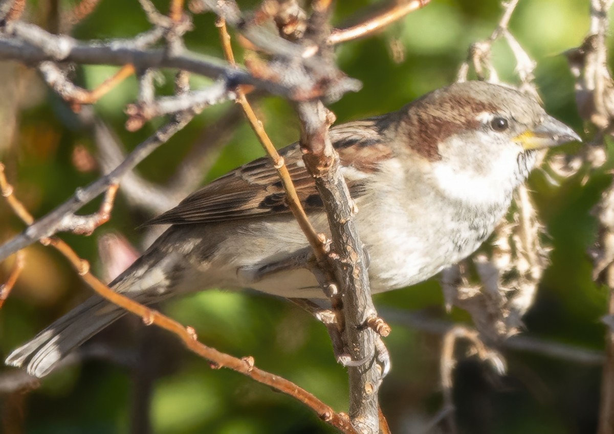 Оронгийн бор шувуу - ML644705964