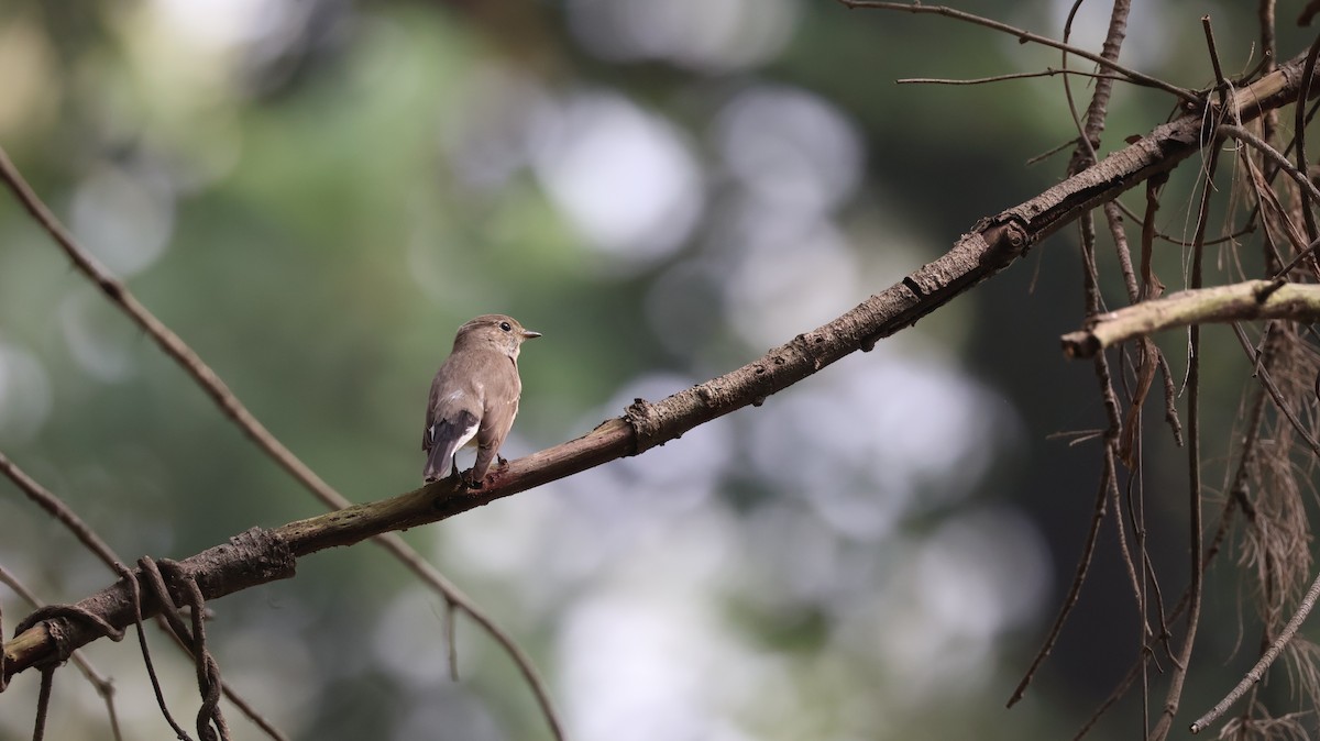 Taiga Flycatcher - ML644705975