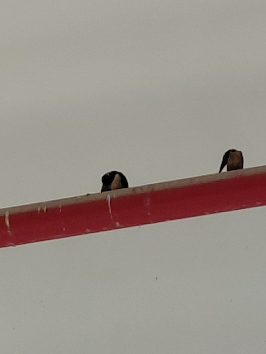 Barn Swallow - ML644705978