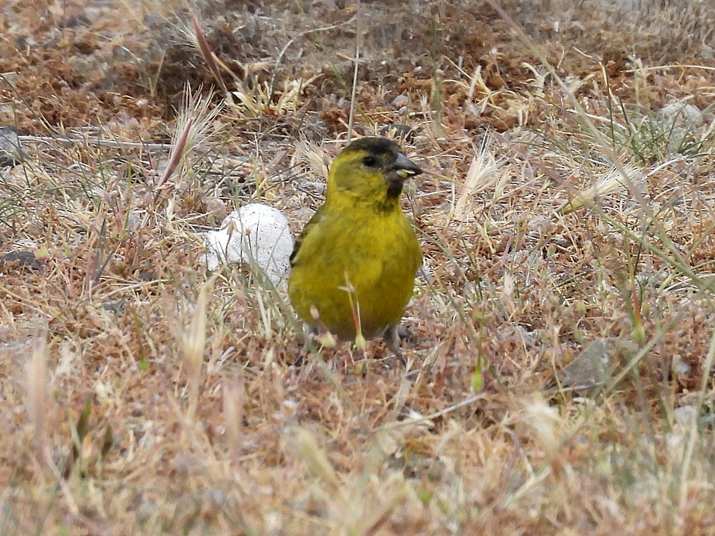 čížek vousatý - ML644705995