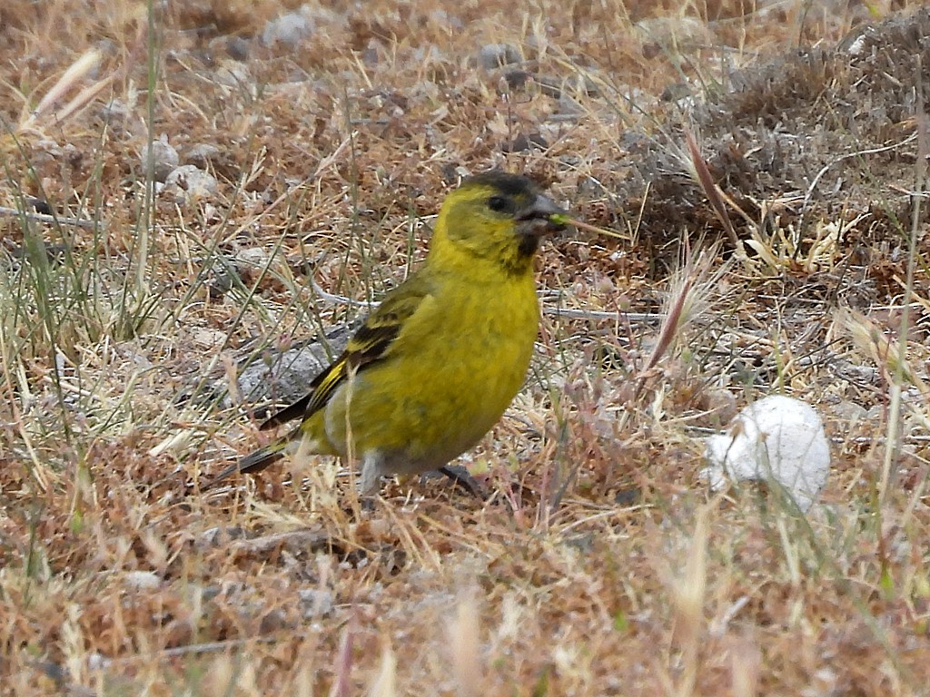 čížek vousatý - ML644705996