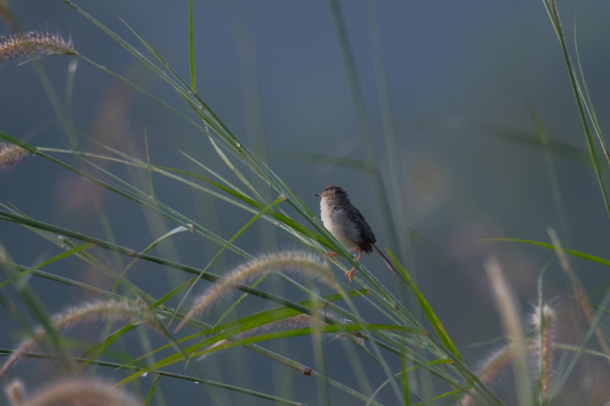 Prinia Sencilla - ML644705998