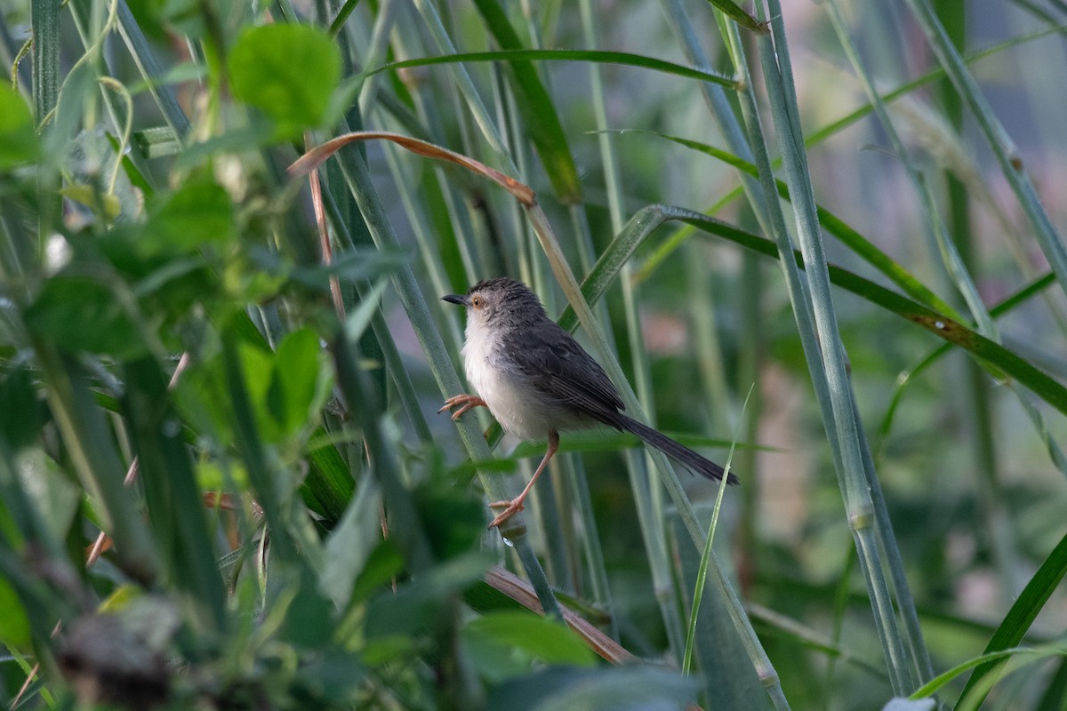Prinia Sencilla - ML644705999