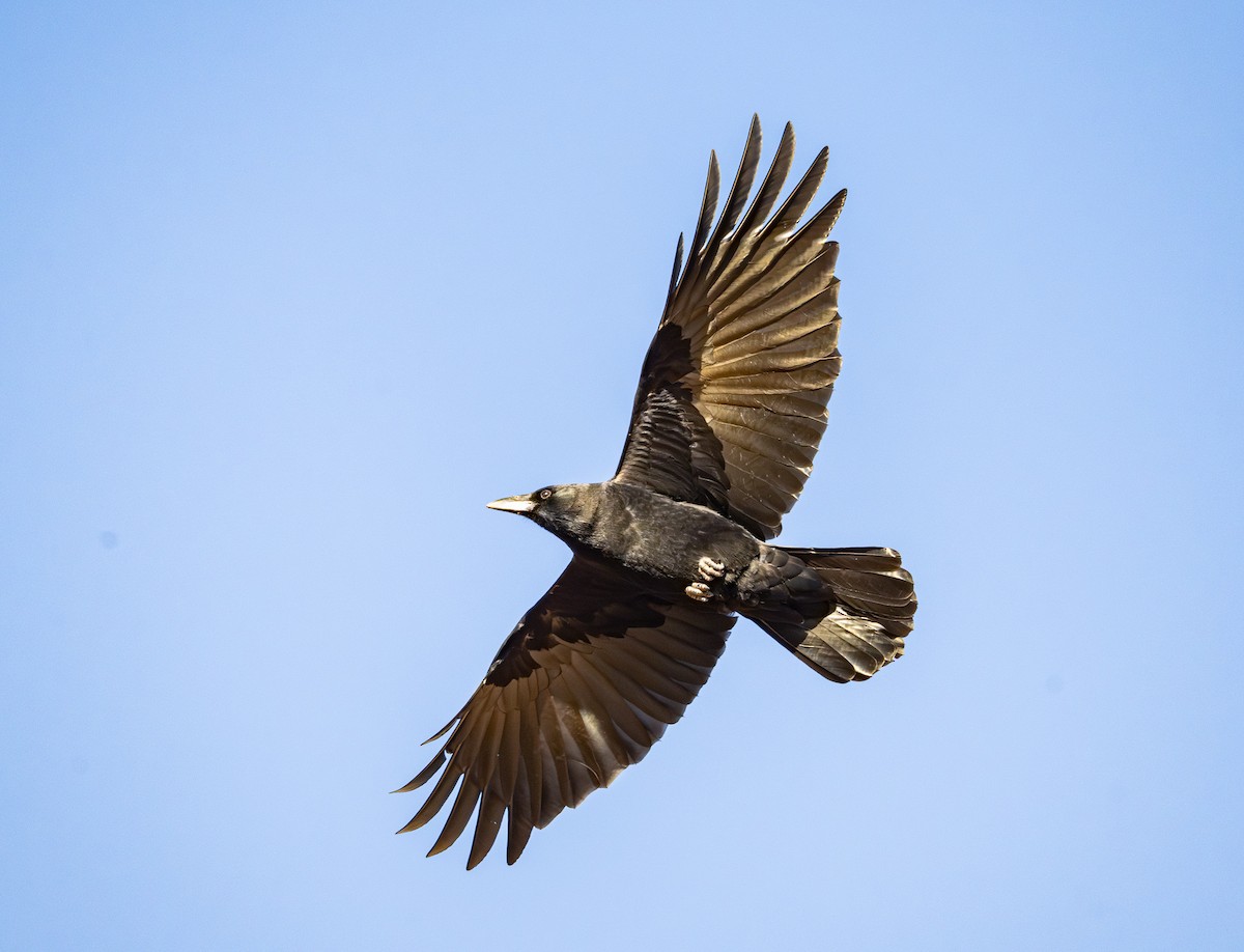 American Crow - ML644706000